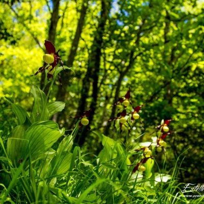 Sabot de Vénus (Cypripedium calceolus)