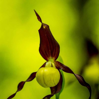 Sabot de Vénus (Cypripedium calceolus)