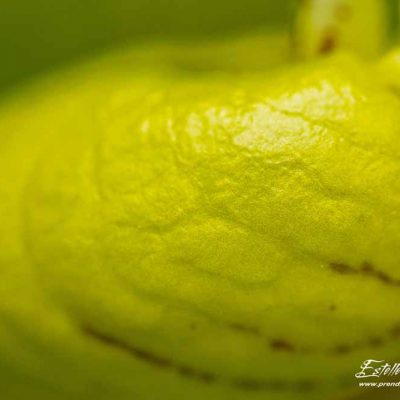 Sabot de Vénus (Cypripedium calceolus)