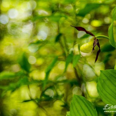 Sabot de Vénus (Cypripedium calceolus)