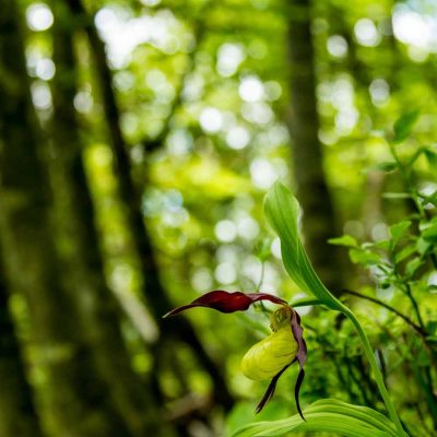 Sabot de Vénus (Cypripedium calceolus)