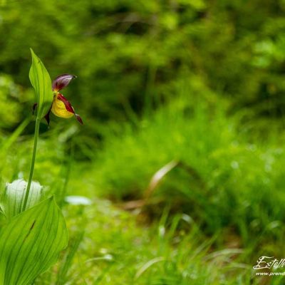 Sabot de Vénus (Cypripedium calceolus)