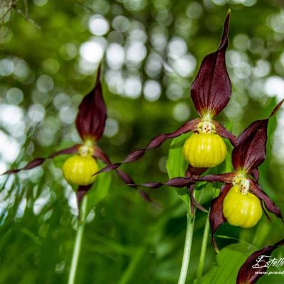 Sabot de Vénus (Cypripedium calceolus)