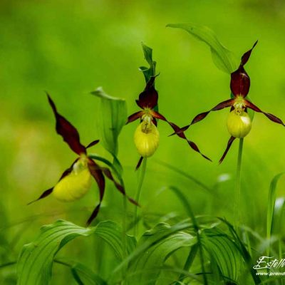 Sabot de Vénus (Cypripedium calceolus)