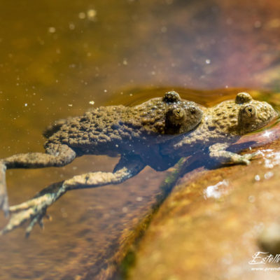 Sonneur à ventre jaune_amplexus