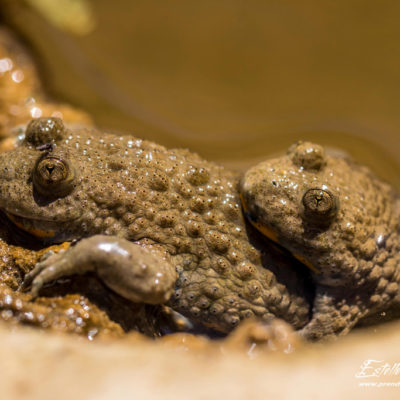 Sonneur à ventre jaune_amplexus