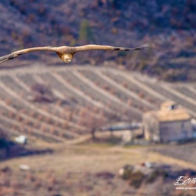 Vautour fauve_vol sur champ de lavande