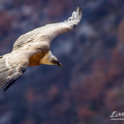 Vautour fauve_vol sur garrigue