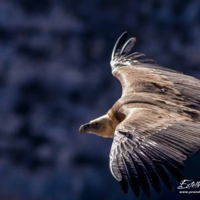 Vautour fauve_vol sur garrigue