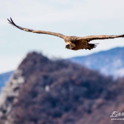 Vautour fauve_vol sur garrigue