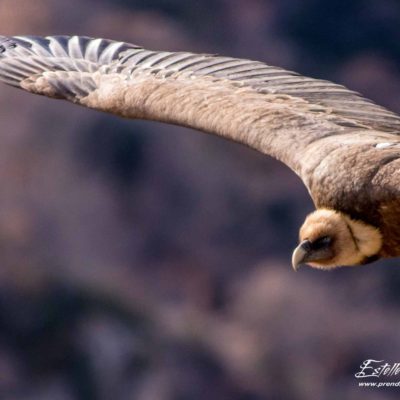 Vautour fauve_vol sur garrigue