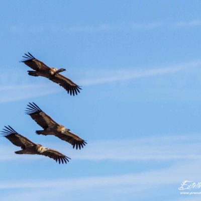 Vautour fauve_vol de parade