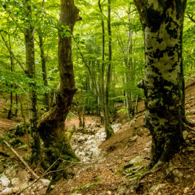 Gros hêtre (eau en profondeur)