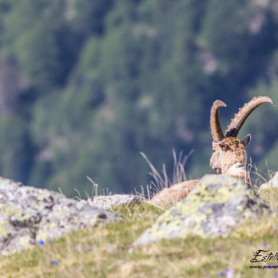 Bouquetin des Alpes et paysage montagne