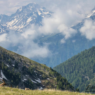 Bouquetin des Alpes et paysage montagne