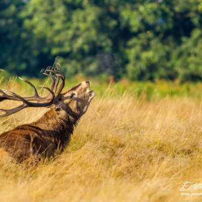 Cerf élaphe brame