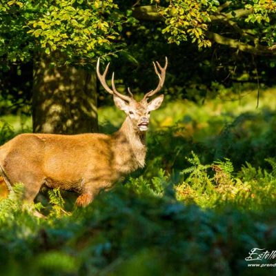 Cerf élaphe brame