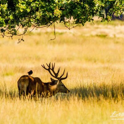 Cerf élaphe