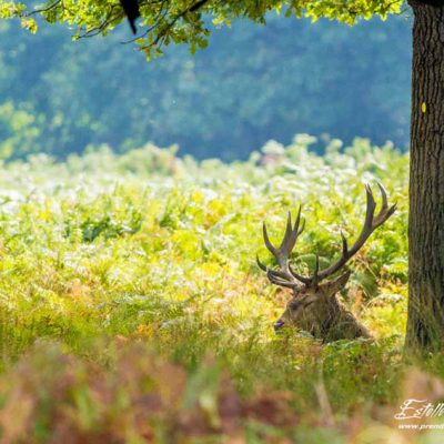 Cerf élaphe_repos