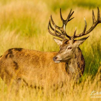 Cerf élaphe