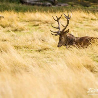 Cerf élaphe_repos