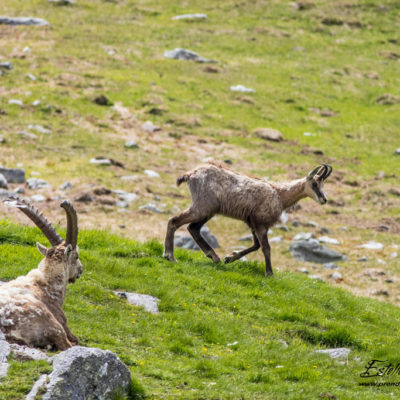 Chamois et bouquetin