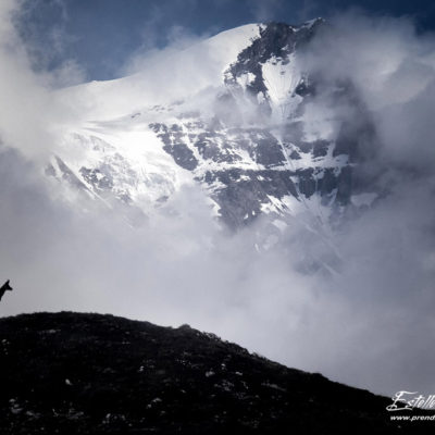 Chamois double exposition